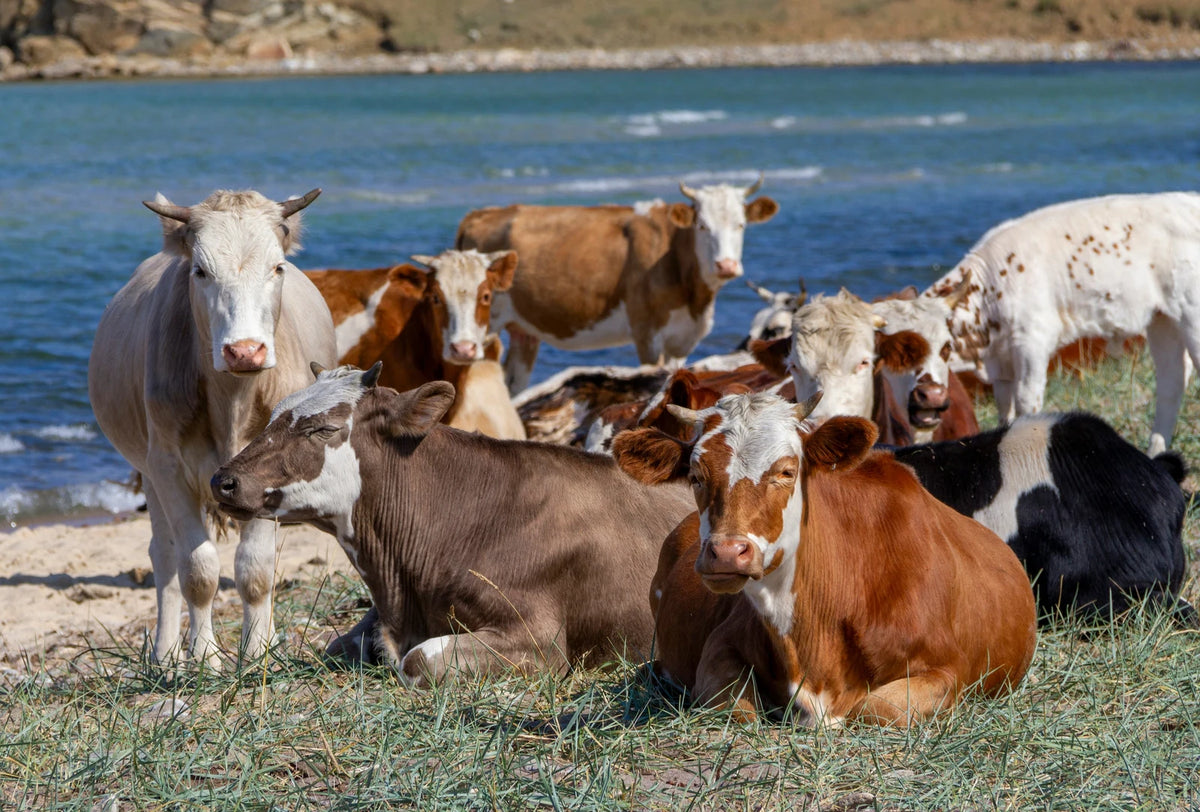 Kuhherde traditionell auf Wiese